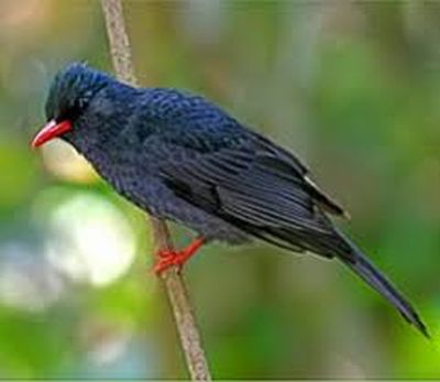 black bulbul